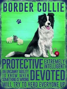 Border Collie small steel sign 200mm x 150mm - Picture 1 of 1