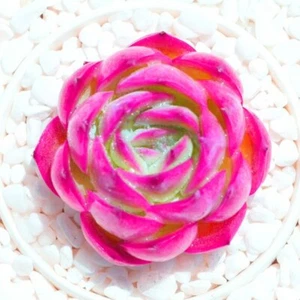 Echeveria Caroline 🏵️ One plant only 3cm Succulent - Picture 1 of 4