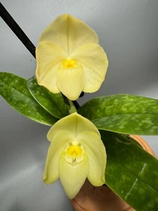 Paphiopedilum concolor alba Nº 2 - Imagen 1 de 8