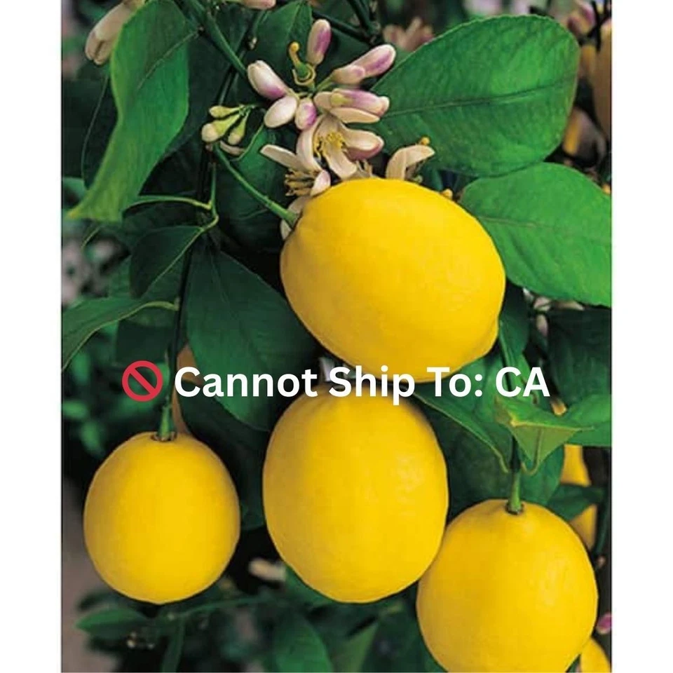 1 Gal. Árbol de limón Meyer mejorado - tropical vivo, paquete de 1 Foto 1 de 4