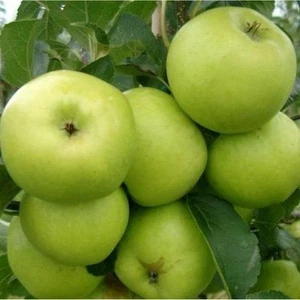 Dwarf Patio Greensleeves Apple Tree in a 5L Pot, Self-Fertile,Sweet,Crisp - Picture 1 of 1