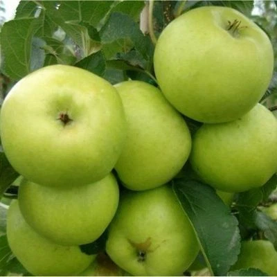 Dwarf Patio Greensleeves Apple Tree, Self-Fertile, Sweet, Crisp & Juicy - Image 1 of 2