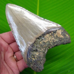 4.95" Megalodon Shark Tooth  Real Fossil North Carolina, USA - NO Restoration - Picture 1 of 3