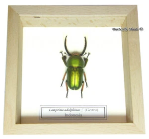 REAL MOUNTED FRAMED BEETLE - Lamprima adolphinae - GREEN SHINING STAG BEETLE - Picture 1 of 2