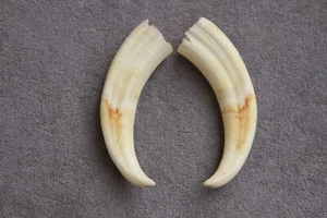 PAR DE COLMILLOS DE JABALÍ COMUNES REALES Phacochoerus africanus (diente, talla, pipa) - Imagen 1 de 12