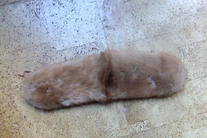 Kleiner Fuchskragen geeignet für Hunde Dummy - Bild 1 von 3