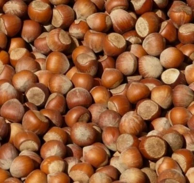 FRISCHE Haselnüsse 2025, Haselnüsse mit Schale, Bio-Qualität - Bild 1 von 4