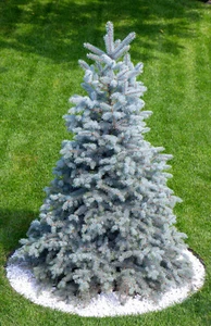 50 Colorado BLUE SPRUCE Tree Picea Pungens Glauca Christmas Tree Silver Seeds - Picture 1 of 16