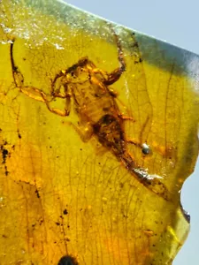 Burmita birmana Cretácico hermoso insecto escorpión fósil ámbar Myanmar - Imagen 1 de 8