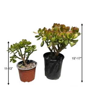 Jade Plant Bonsai, Crassula Ovata Succulents, Tall Plants, Tree, 13-17 inch, pot - Picture 1 of 18