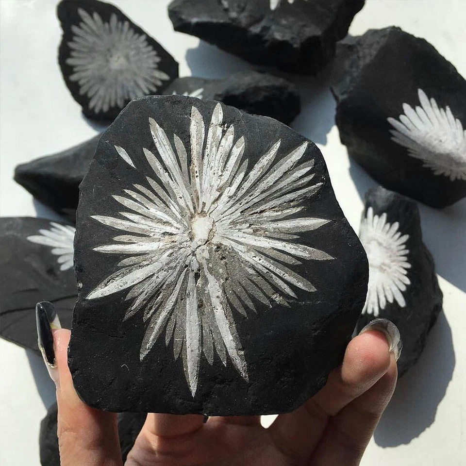 Natural Chrysanthemum Stone Crystal Quartz Druzy Geode Chakra Reiki Rock Healing - Image 1 of 4