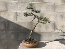 bonsai pino silvestre
