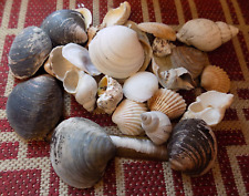 Large Collection of Large Natural Sea Shells - free p&p