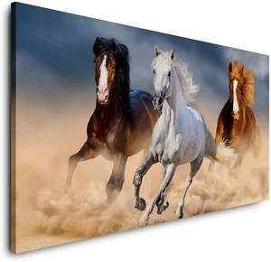 CANVAS-WILDPFERDE-(PP4262)-Leinwandbild-Foto-Pony Staub Glattes Hengst Tier - Bild 1 von 6