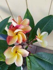 Frangipani Plumeria - Pflanze - Adagio - 55 cm - 3  Ast  mit  2 Blütenansätzen