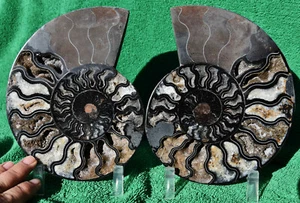RARE 1 in 100 BLACK PAIR Ammonite PAIR Deep Crystals XXLARGE 7.4" 188mm a3700xx - Picture 1 of 9