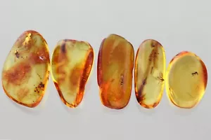 LOT of 5 Nice DIFFERENT Fossil Inclusion Genuine BALTIC AMBER 5.2g 250206-15 - Picture 1 of 6