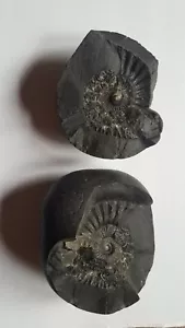 Shaligram Stone (ammonite) - Picture 1 of 5