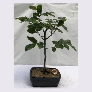 European Beech Bonsai Tree 18"H Outdoor Deciduous Fagus Sylvatica Great Gift - Picture 1 of 1