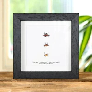 Marco de caja para tejedores de orbes de respaldo espinoso de taxidermia (Gasteracantha sp) - Imagen 1 de 9