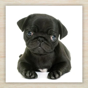 Tarjeta de cumpleaños Pug cachorro perro ideal para mamá hija hermana amigo papá FREEPOST - Imagen 1 de 9