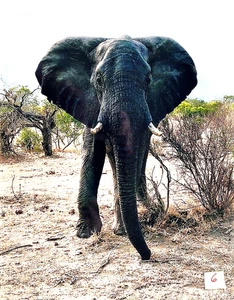 African Animal PHOTOGRAPHIC PRINT Lions/Giraffes/Elephant/ETC  11"x14"  U-SELECT - Picture 1 of 14