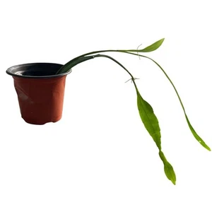 Queen Of The Night Cactus Live Plant White Star Flowers Plant Night Blooming - Picture 1 of 3