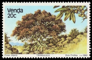 VENDA 86 - Ficus Tree "Ficus ingens" (pb66122) - Picture 1 of 1