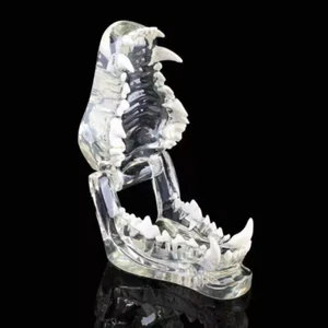 Dog Teeth Model Tooth Transparent Anatomical Veterinary Canine Teaching PVC - Picture 1 of 9