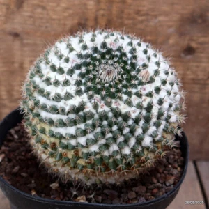 D4363 MAMMILLARIA FORMOSA pot14-H12-W11 cm MaMa Cactus - Imagen 1 de 4