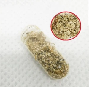 Moina Macrocopa Cysts Eggs Live feed Betta Guppy Discus Tropical Killfish 1 Caps - Picture 1 of 12