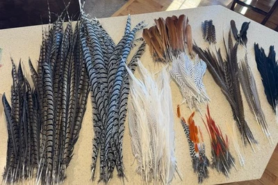 Lady Amherst Impeyan Plata Dorado Faisán Plumas Artesanía Taxidermia Atar Moscas Foto 1 de 4