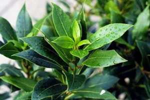 Lorbeerbaum,Lorbeerblatt,Lorber (Laurus nobilis) - 30/80/200 Samen + Geschenk - Bild 1 von 4