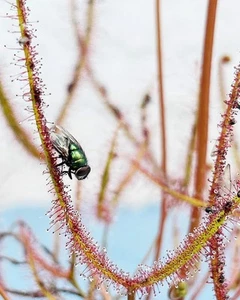 Pianta carnivora Drosera binata Dionea Torba Fiore Giardino Carnivore - Foto 1 di 1