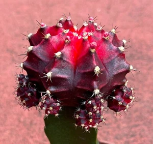 Gymnocalycium Mihanovichii Variegated - 'Rubra' Cactus No. 1 - Picture 1 of 6