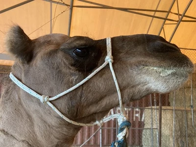 Cuerda Halter Camel, tamaño Camel Promedio🐪, Cuerda Fuerte Foto 1 de 3