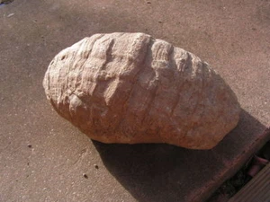 Grand Fossile  a definir   - Picture 1 of 4