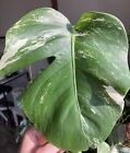 Monstera Albo Variegated Rooted Cutting With New Growth Point