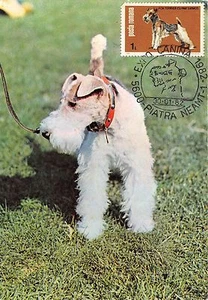 BC62007 Perro Chinos Animales Máxima Tarjeta - Imagen 1 de 2