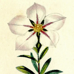 Rare 1816 Turpin Hand-Colored Engraving, Dictionnaire Sciences, DIOSOMA Uniflora - Picture 1 of 8