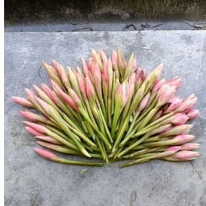 Fresh Torch Ginger from Malaysia - Culinary and Floral Bulk Wholesale Lot - Picture 1 of 5