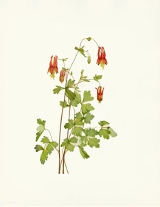1925 Original Mary Walcott ""Wildflowers of North America"" Columbine (141) - Imagen 1 de 3