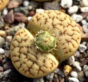 SEEDS - Lithops gracilidelineata C383  20seeds - Picture 1 of 2