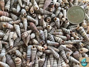 1/4 CUP OF TINY RHINOCLAVIS SEA SHELLS - 100's OF SHELLS - Picture 1 of 2