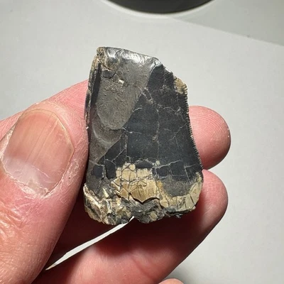 1.49” Afrovenator Tooth, Tiouraren Fm, Niger, Jurassic Theropod Dinosaur Fossil - Image 1 of 4