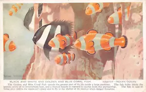 POSTCARD - BLACK & WHITE & GOLDEN & BLUE CORAL FISH - G SHERINGHAM - VALENTINES - Picture 1 of 2