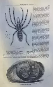 1861 Spiders illustrated - Picture 1 of 6
