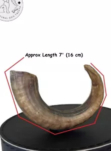 4 natürliche Lammhörner Best Small Dog Kauen Kleines Horn Behandlung Reinigt Zähne und Zahnfleisch - Bild 1 von 11