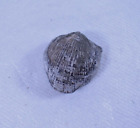 SUPERBE FOSSILE BRACHIOPODE PSEUDATRYPA BIVALVE  3,5 cm