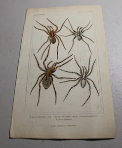 1837 CUVIER Stampe a colori animali ~ RAGNO LUPO, più altri tre tipi / D - Foto 1 di 1